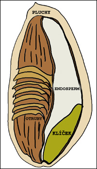 struktura zrna